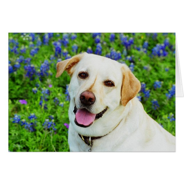 Seemannsblau (Vorderseite (Horizontal))