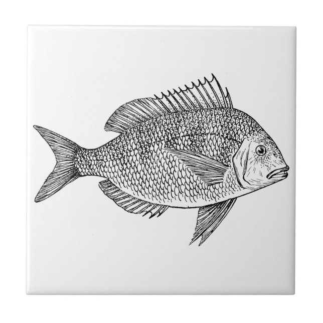 Seemarinekunstillustration der Vintagen Fische Fliese (Vorderseite)