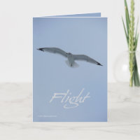 Seemöven-Flug