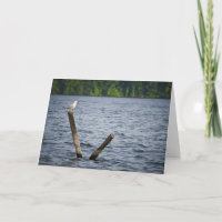 Seemöwe auf Posten-Gruß-Karte