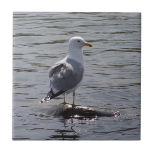 Seemöwe Fliese