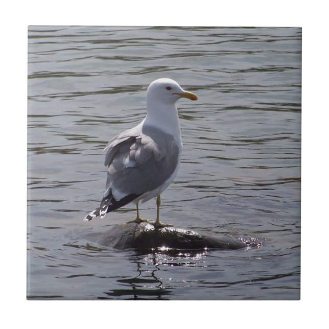 Seemöwe Fliese (Vorderseite)