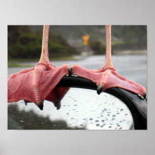 Seemöwe-Füße Poster