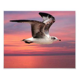 Seemöwe im schönen Flug Fotodruck