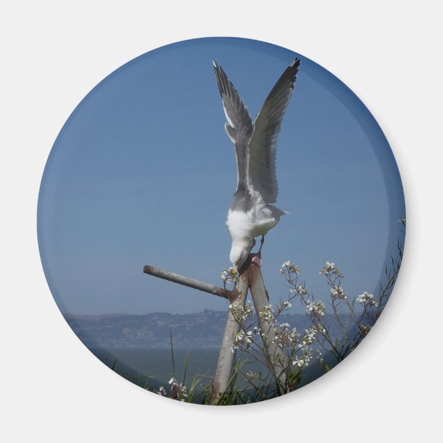 Seemöwe-Magnet Magnet (Vorne)