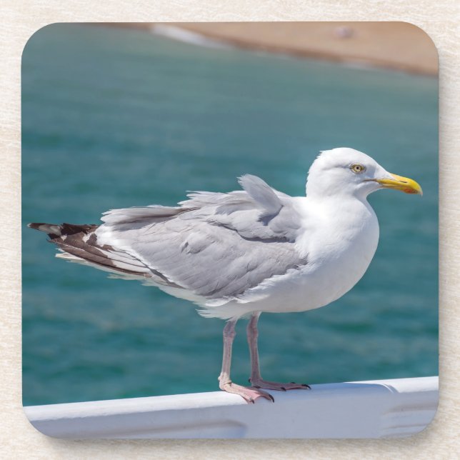 Seemöweharte PlastikUntersetzer Getränkeuntersetzer (Vorderseite)