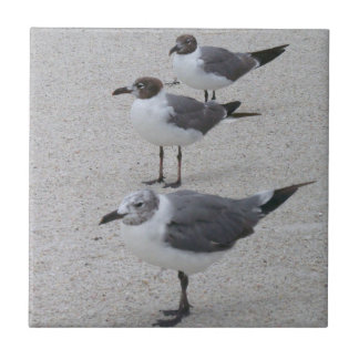 Seemöwen auf dem Strand Fliese