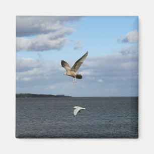 Seemöwen im Flug Magnet
