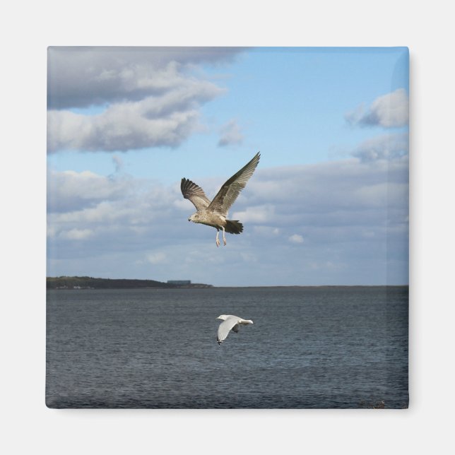 Seemöwen im Flug Magnet (Vorne)