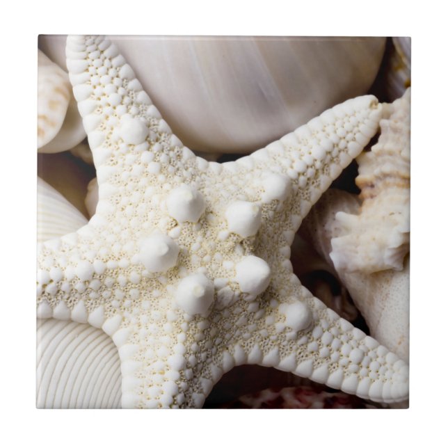 SeeMuschelstarfish-Hintergrund - Strand-Muscheln Fliese (Vorderseite)