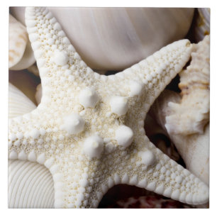 SeeMuschelstarfish-Hintergrund - Strand-Muscheln Fliese