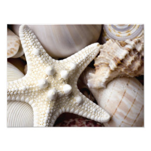 SeeMuschelstarfish-Hintergrund - Strand-Muscheln Fotodruck