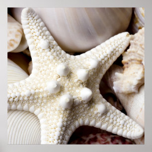 SeeMuschelstarfish-Hintergrund - Strand-Muscheln Poster