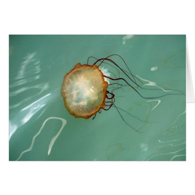 Seenessel-Quallen Frameable Kunst-Karte (Vorderseite (Horizontal))