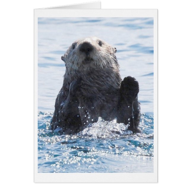 Seeotter (Vorne)
