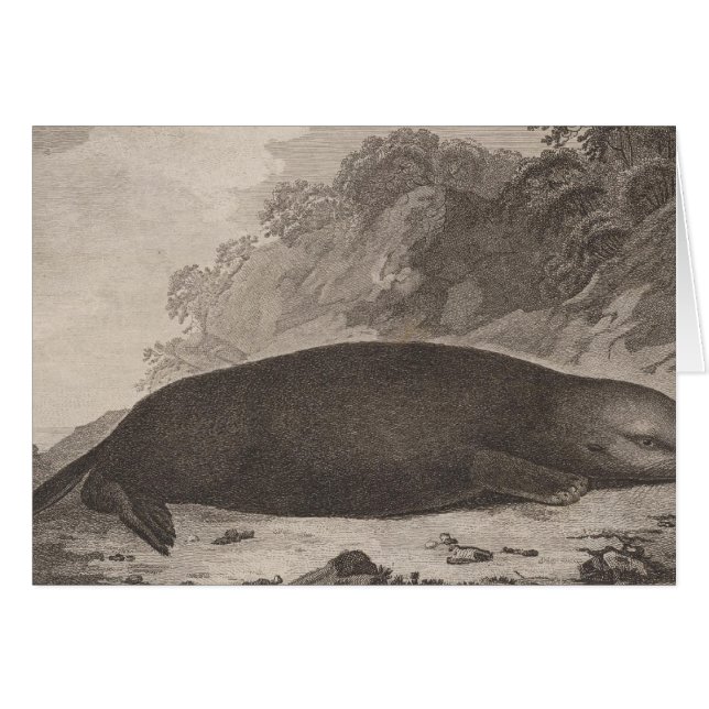 Seeotter, British Columbia (Vorderseite (Horizontal))