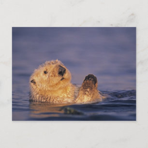 Seeotter, Enhydra lutris 2 Postkarte
