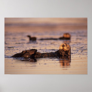 Seeotter, Enhydra lutris 3 Poster