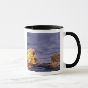 Seeotter, Enhydra lutris 4 Tasse