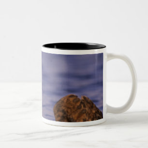 Seeotter, Enhydra lutris 4 Zweifarbige Tasse