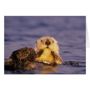 Seeotter, Enhydra lutris 5