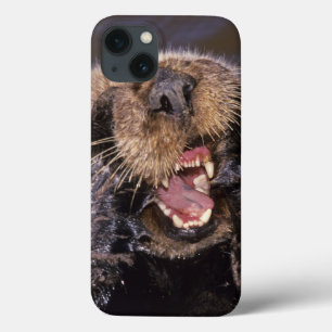 Seeotter, Enhydra lutris 6 iPhone 13 Hülle