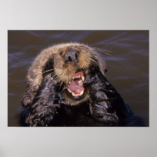 Seeotter, Enhydra lutris 6 Poster