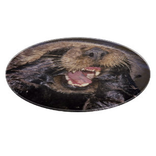 Seeotter, Enhydra lutris 6 Schneidebrett