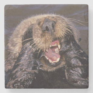 Seeotter, Enhydra lutris 6 Steinuntersetzer