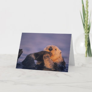 Seeotter, Enhydra lutris Karte
