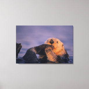Seeotter, Enhydra lutris Leinwanddruck