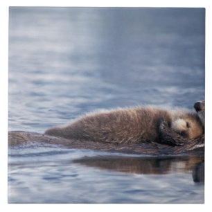 Seeotter, Enhydra lutris lutris Fliese