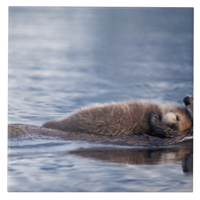 Seeotter, Enhydra lutris lutris Fliese (Vorderseite)