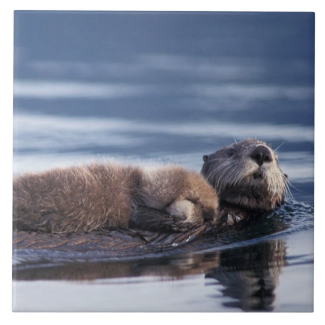 Seeotter, Enhydra lutris lutris Fliese (Vorderseite)