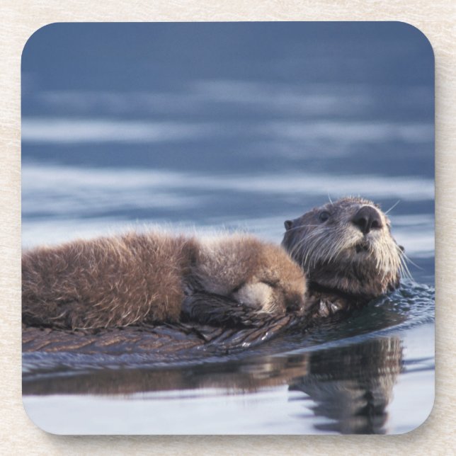 Seeotter, Enhydra lutris lutris Getränkeuntersetzer (Vorderseite)