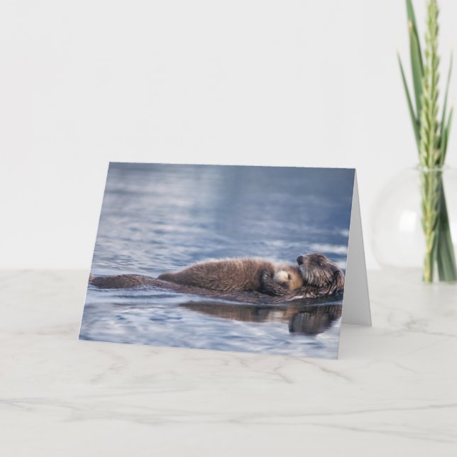Seeotter, Enhydra lutris lutris, Mutter mit 2 Karte (Vorderseite)