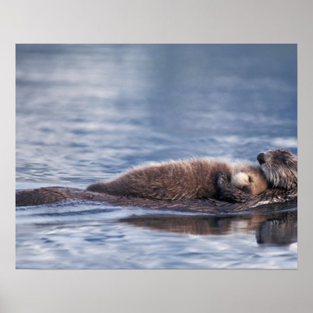 Seeotter, Enhydra lutris lutris, Mutter mit 2 Poster (Vorne)