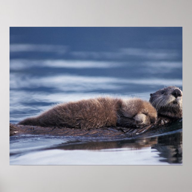Seeotter, Enhydra lutris lutris, Mutter mit Poster (Vorne)