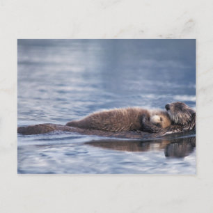 Seeotter, Enhydra lutris lutris Postkarte