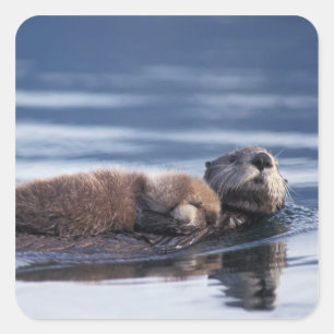 Seeotter, Enhydra lutris lutris Quadratischer Aufkleber
