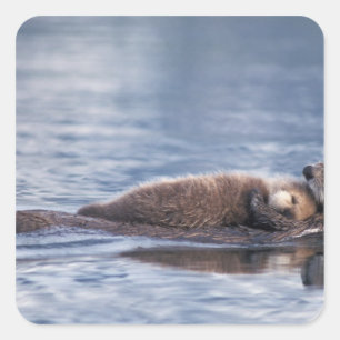 Seeotter, Enhydra lutris lutris Quadratischer Aufkleber
