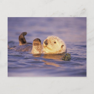 Seeotter, Enhydra lutris Postkarte