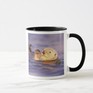 Seeotter, Enhydra lutris Tasse
