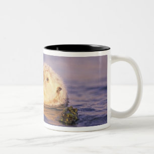 Seeotter, Enhydra lutris Zweifarbige Tasse