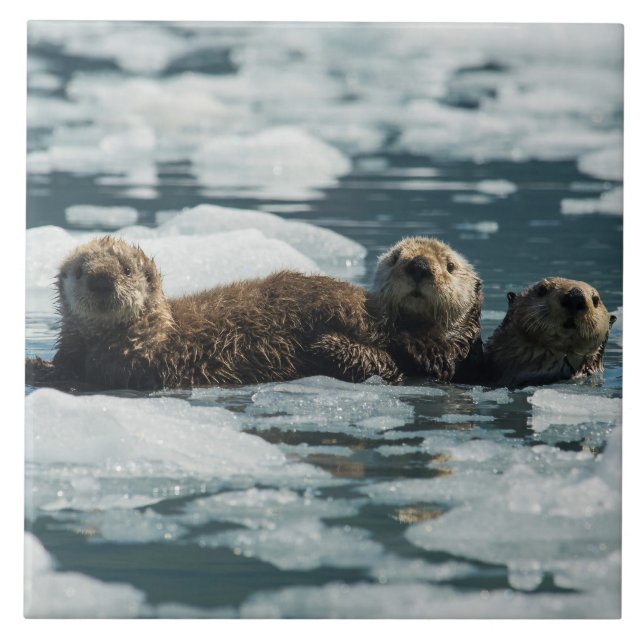 Seeotter-Familie Fliese (Vorderseite)