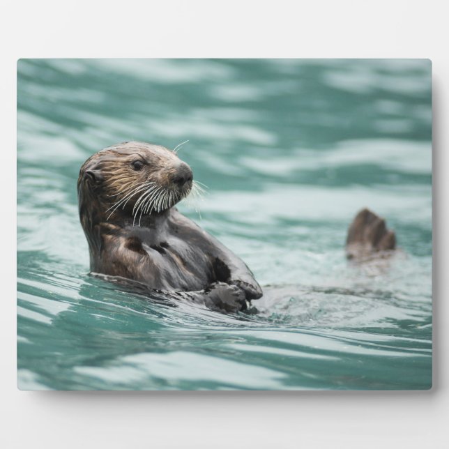 Seeotter Fotoplatte (Vorderseite)