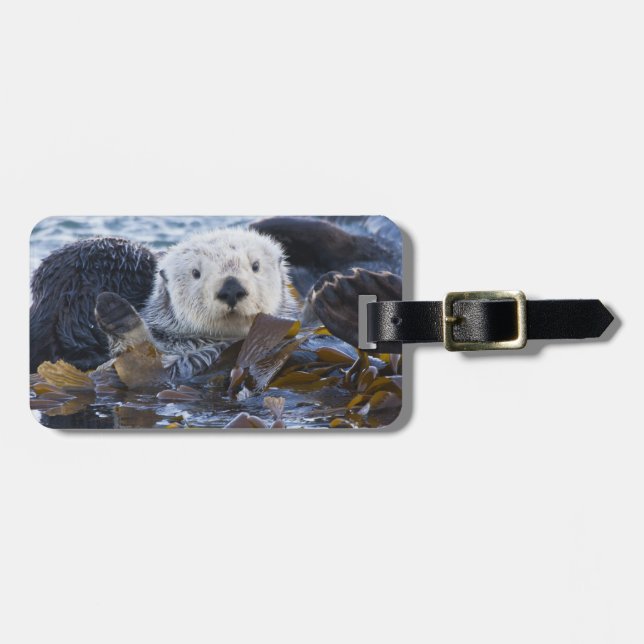 Seeotter in Seetang umhüllt Gepäckanhänger (Vorderseite horizontal)