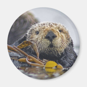 Seeotter-Magnet Magnet