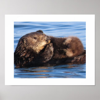 Seeotter-Mutter und bezauberndes Jungtier  Poster