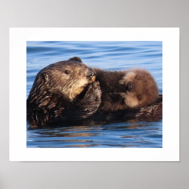 Seeotter-Mutter und bezauberndes Jungtier  Poster (Vorne)